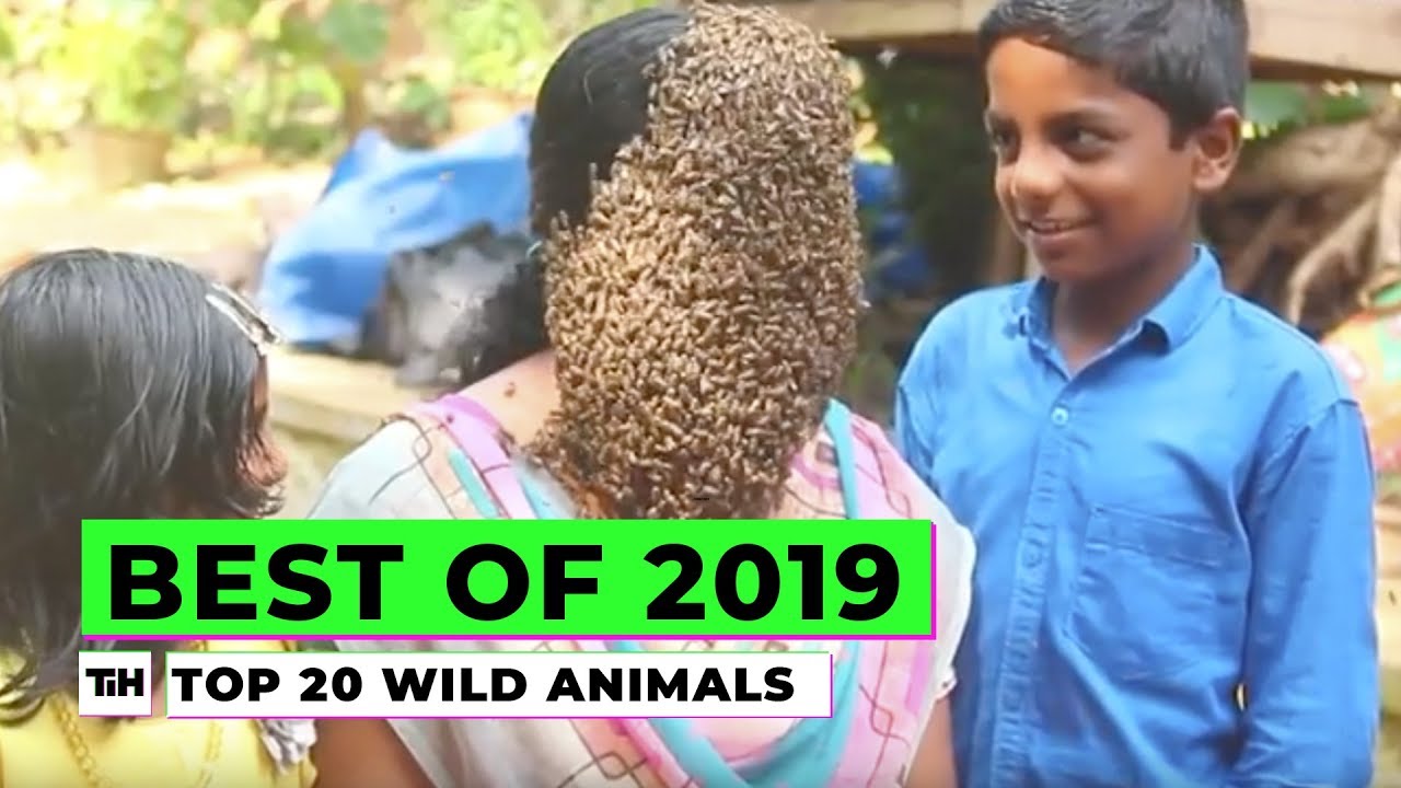 Best of 2019: Top 20 Wild Animals | This is Happening