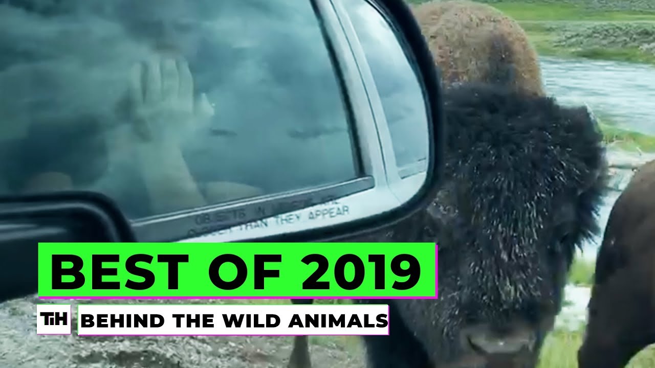 Behind the Best of 2019: Wild Animals | This is Happening