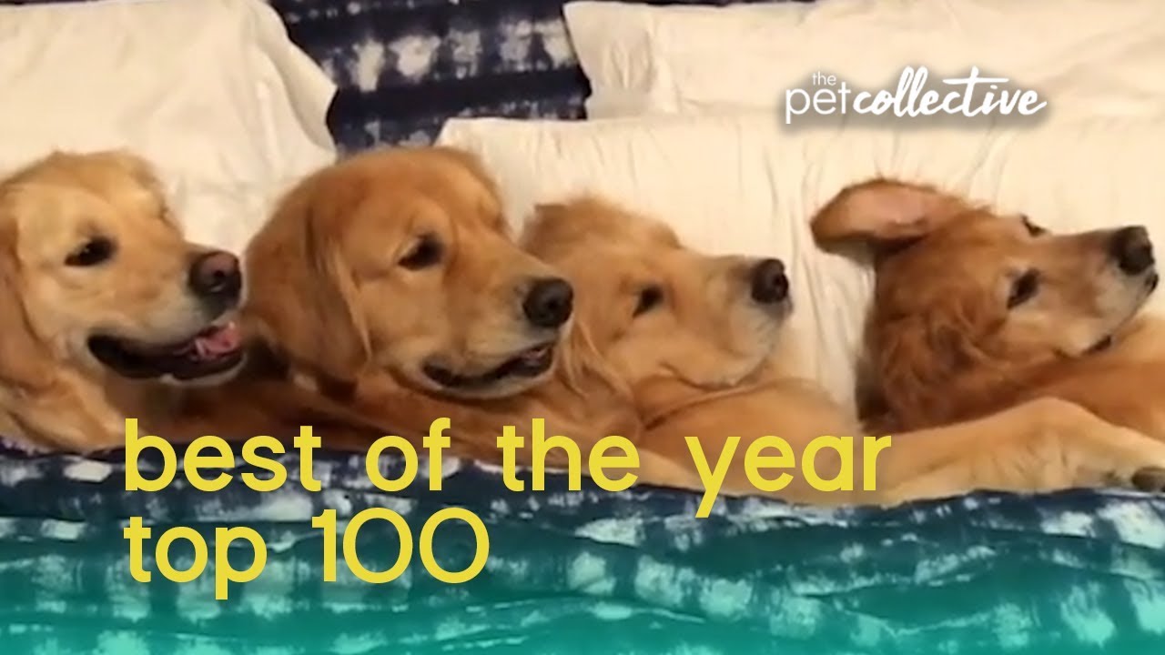 Best Pets of the Year 2019 (Top 100) | The Pet Collective