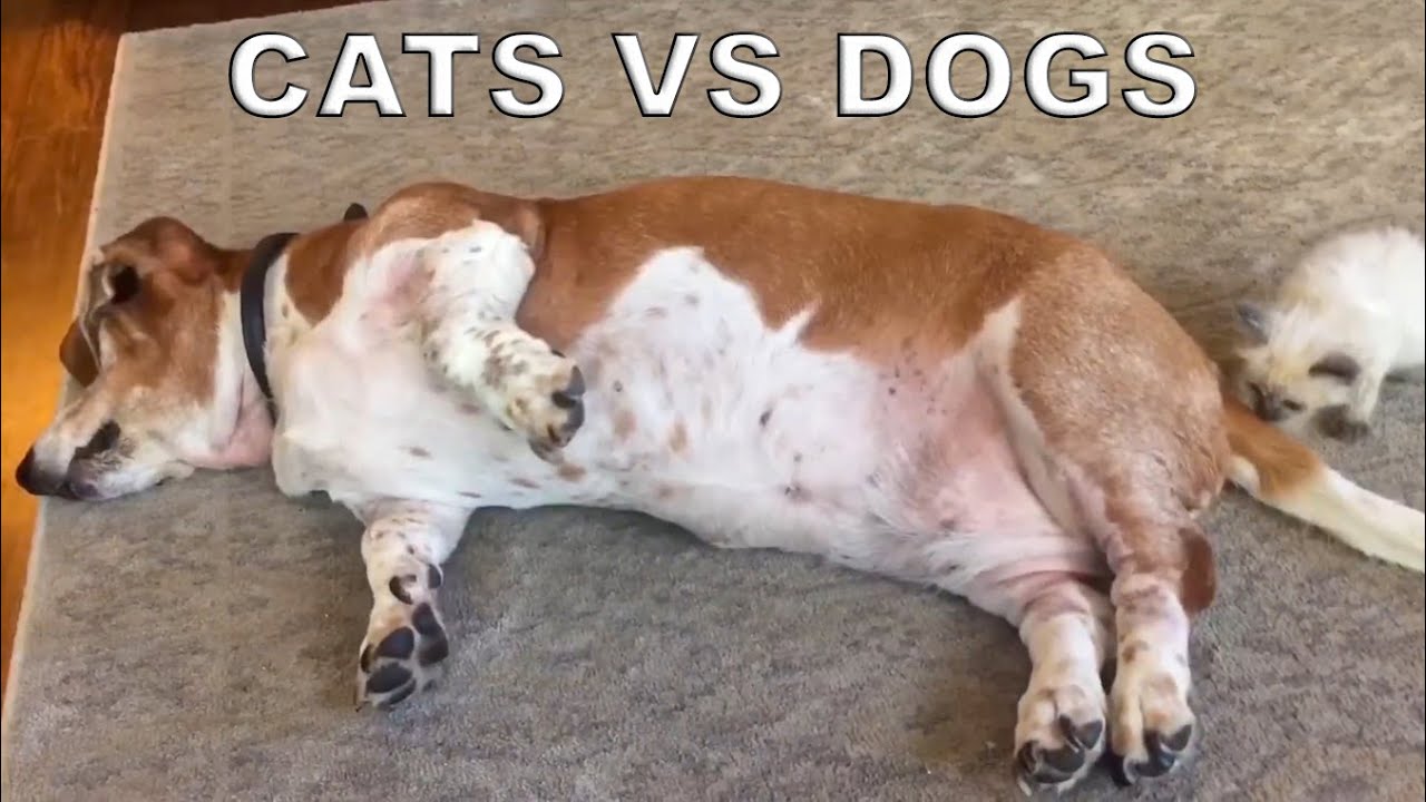 CATS VS DOGS - TRY NOT TO LAUGH FUNNY CAT & DOG FAILS VIDEOS 2022