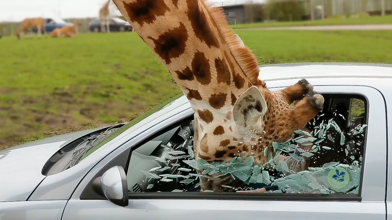 GIRAFFE SMASHES CAR WINDOW